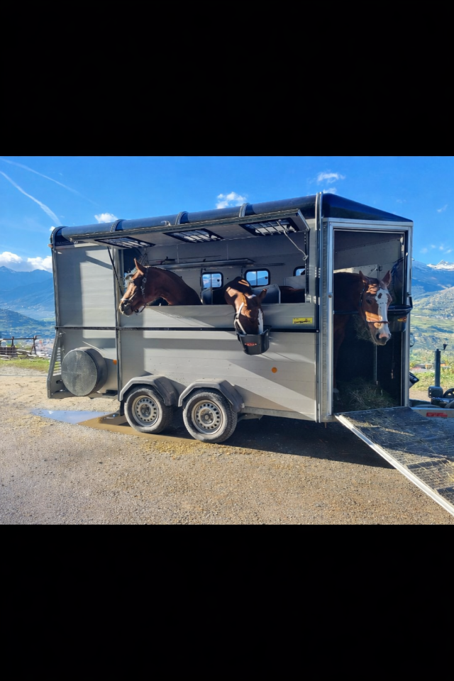 Trailer Bockmann Traveller G3 3 Cavalli 2018 Occasione