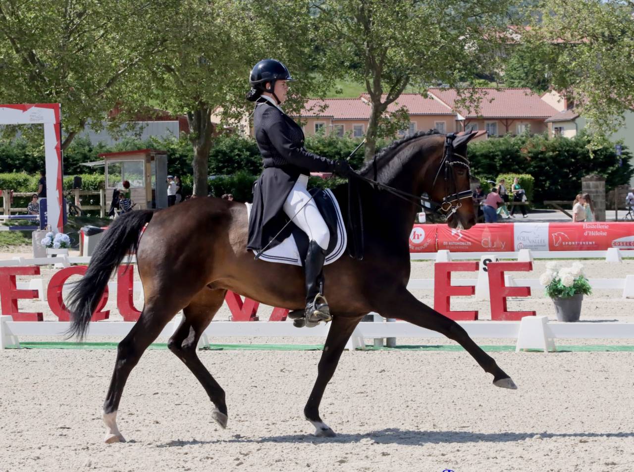Castrone KWPN Cavallo da Sport Neerlandese In vendita 2012 Baio scuro