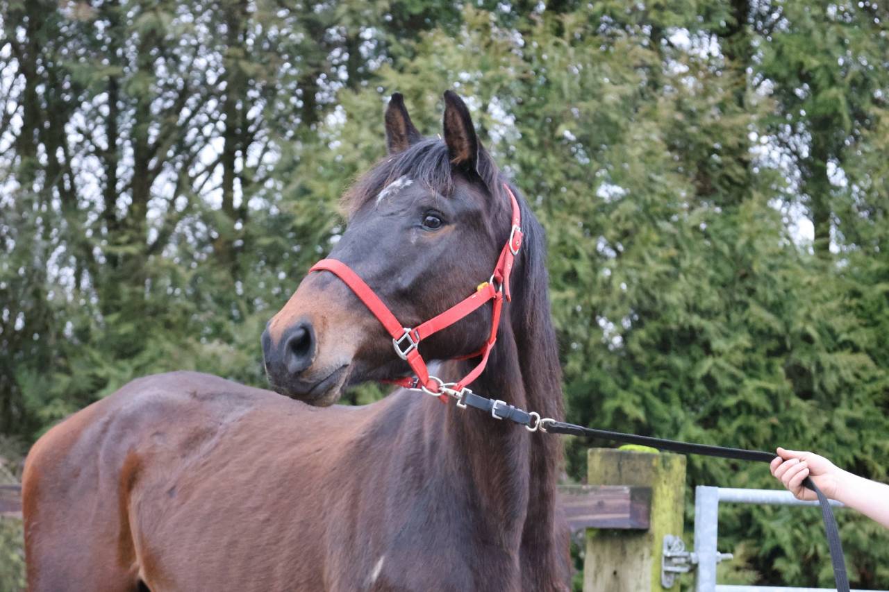 Cavalla Zangersheide In vendita 2022 Baio ,  QUINTERO LS