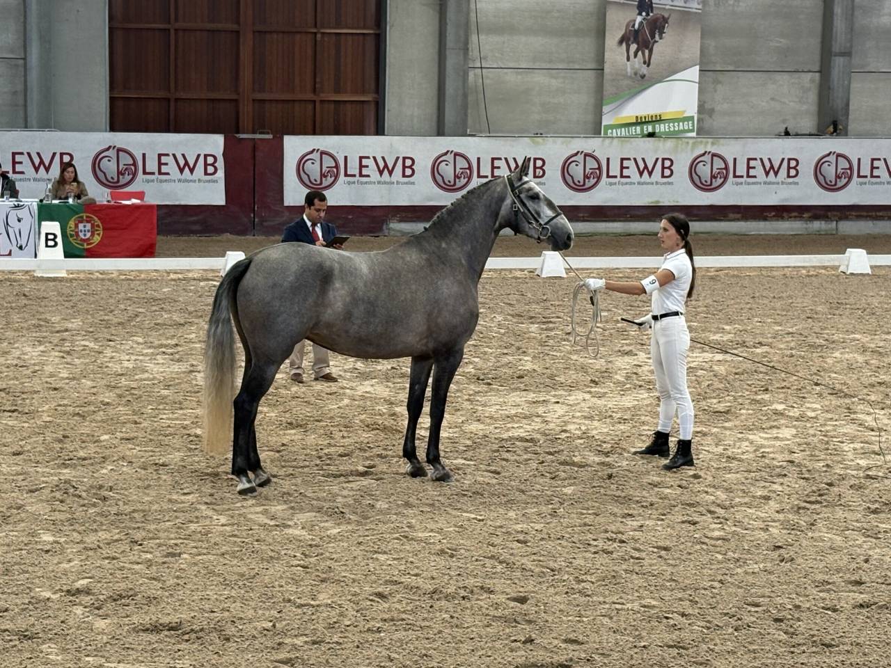 Cavalla Lusitano In vendita 2021 Grigio ,  Furacao II Sernadin