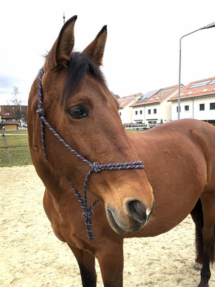 Cavalla PRE Andaluso In vendita 2011 Baio ,  KIOTO XXII (ES), PRE