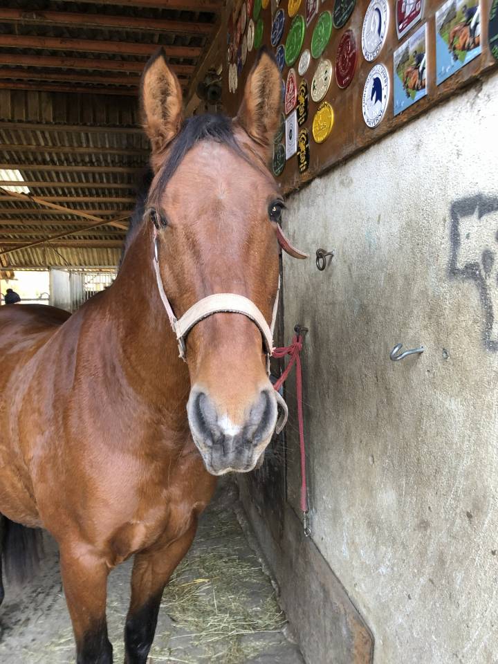 Cavalla PRE Andaluso In vendita 2011 Baio ,  KIOTO XXII (ES), PRE