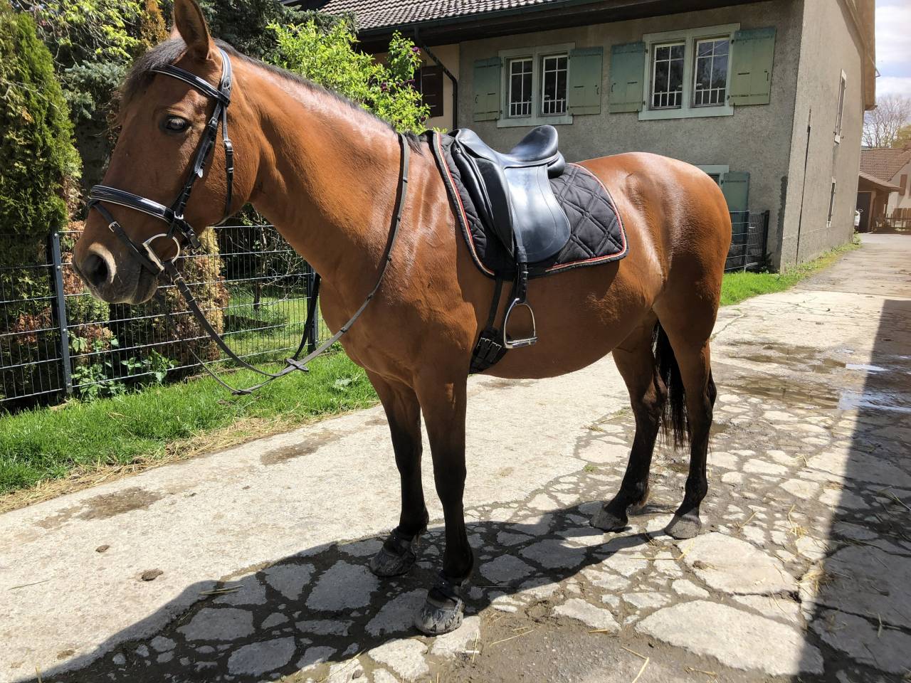 Cavalla PRE Andaluso In vendita 2011 Baio ,  KIOTO XXII (ES), PRE