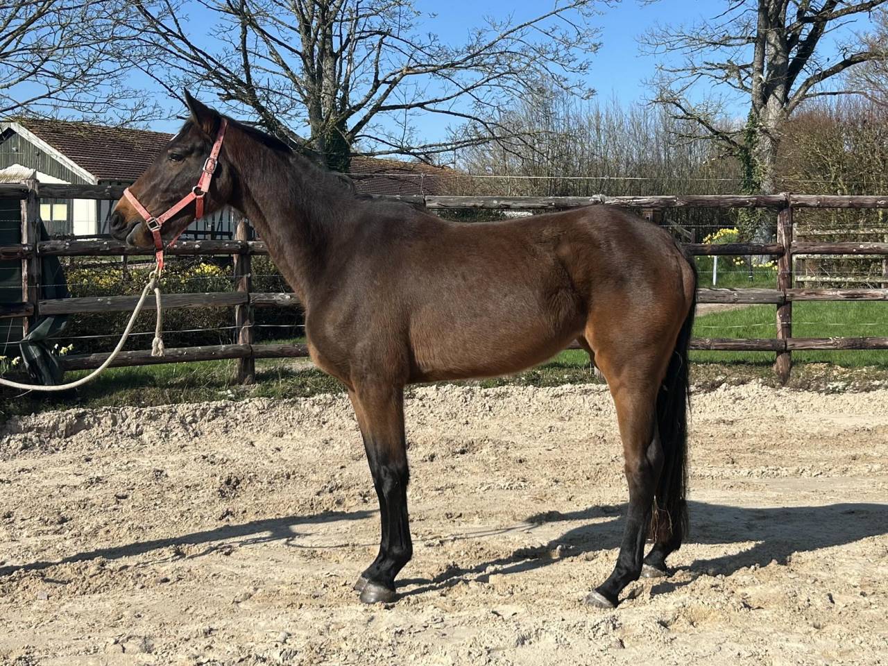 Cavalla Zangersheide In vendita 2022 Baio ,  CANTURO