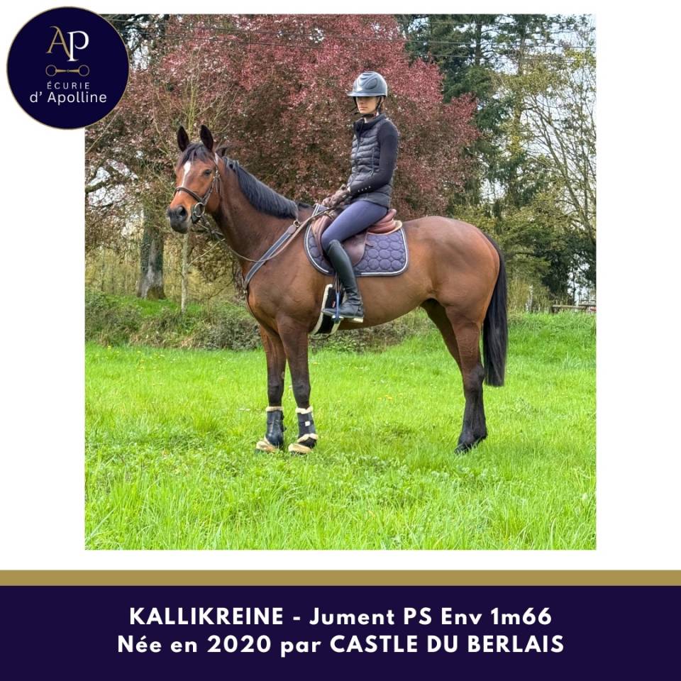 Cavalla Purosangue In vendita 2020 Baio