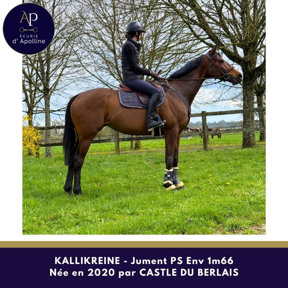 Cavalla Purosangue In vendita 2020 Baio