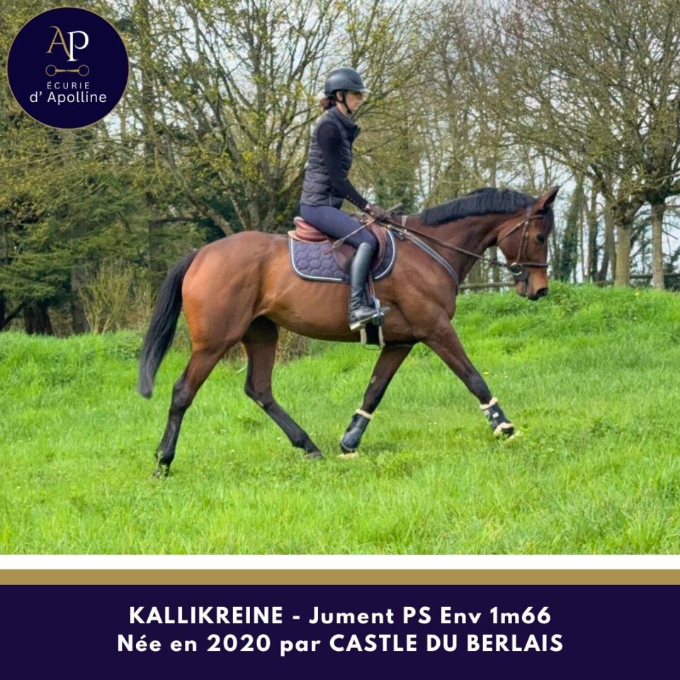 Cavalla Purosangue In vendita 2020 Baio