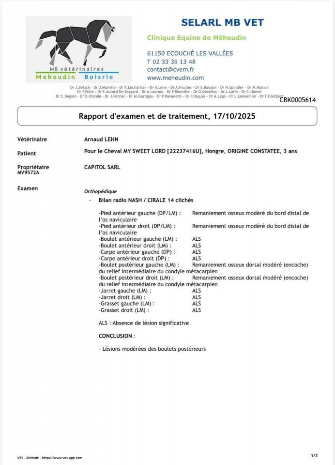 Castrone Origine non conosciuta  In vendita 2022 Grigio ,  Continuum