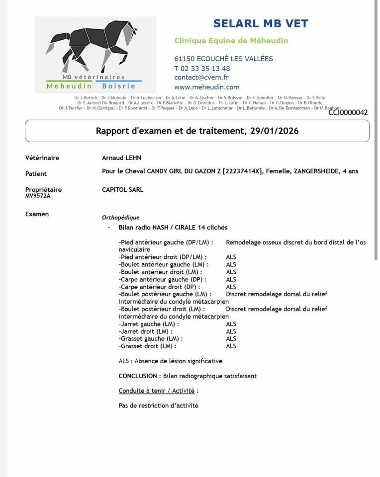 Cavalla Zangersheide In vendita 2022 Baio ,  CONTINUU%