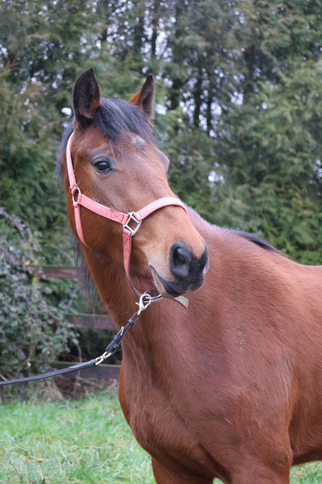 Cavalla Zangersheide In vendita 2022 Baio ,  CONTINUU%