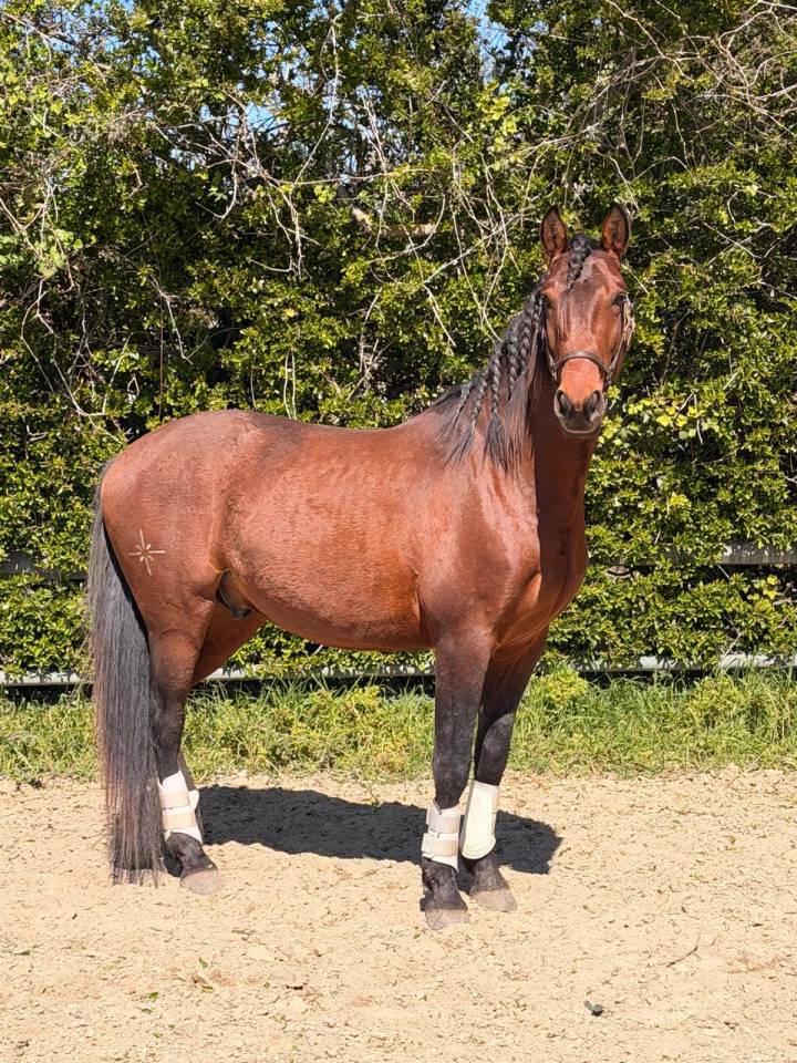 Castrone Lusitano In vendita 2022 Baio ,  Berlioz