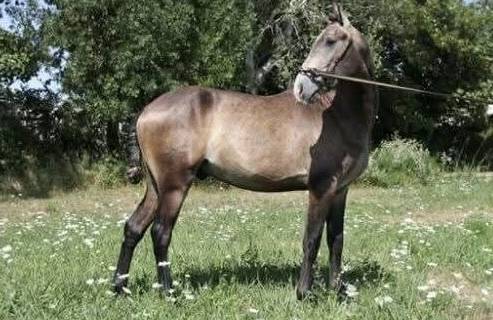 Intero Lusitano In vendita 2023 Grigio ,  Berlioz