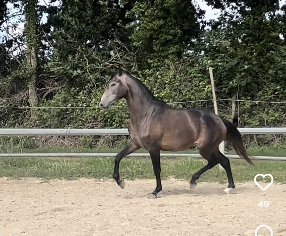 Castrone Lusitano In vendita 2023 Grigio ,  Berlioz