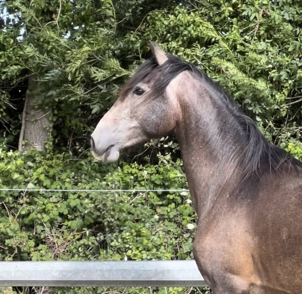 Castrone Lusitano In vendita 2023 Grigio ,  Berlioz
