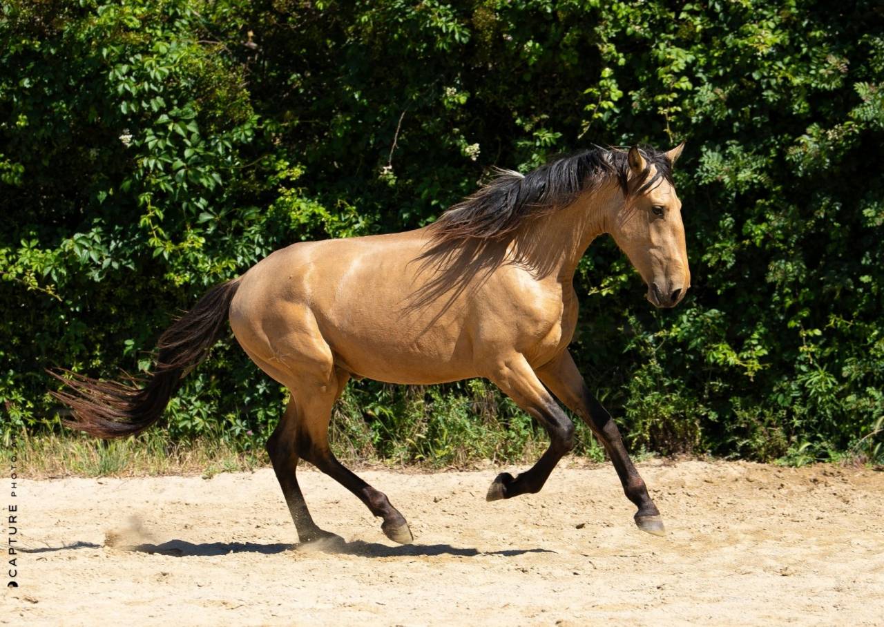 Intero Lusitano In vendita 2023 Isabella ,  Berlioz du Castel