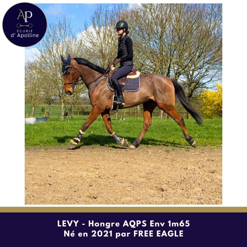 Castrone AQPS In vendita 2021 Baio