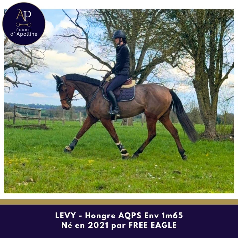 Castrone AQPS In vendita 2021 Baio