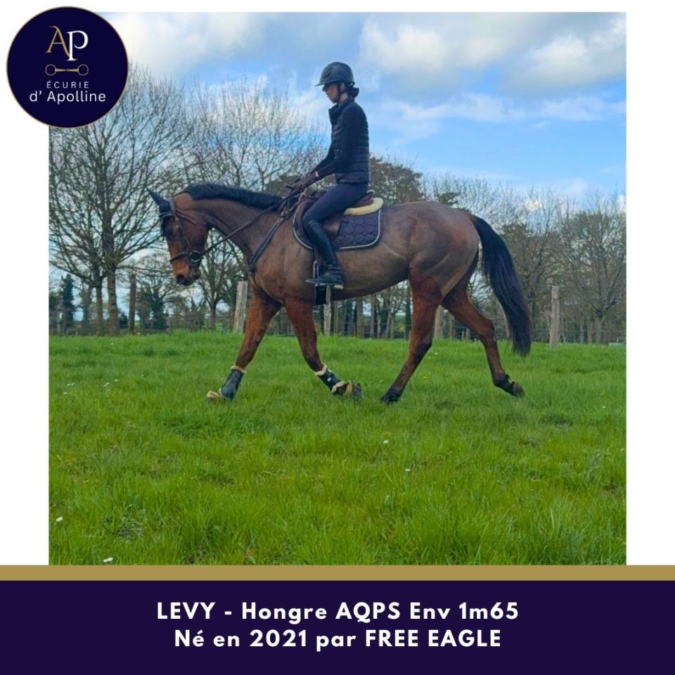 Castrone AQPS In vendita 2021 Baio