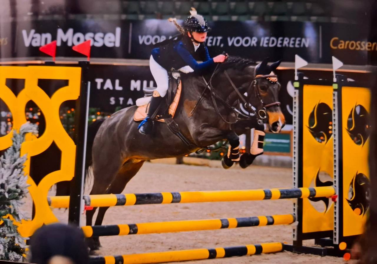 Cavalla New Forest In vendita 2014 Baio