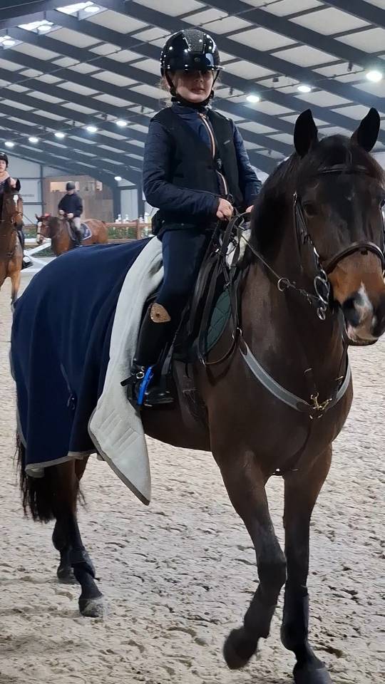 Cavalla New Forest In vendita 2014 Baio