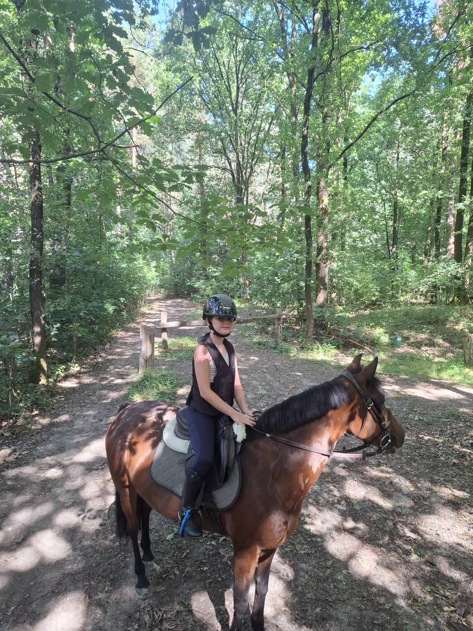 Cavalla New Forest In vendita 2014 Baio