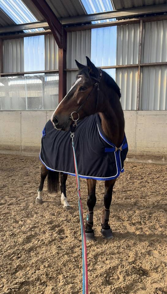 Cavalla KWPN Cavallo da Sport Neerlandese In vendita 2010 Baio