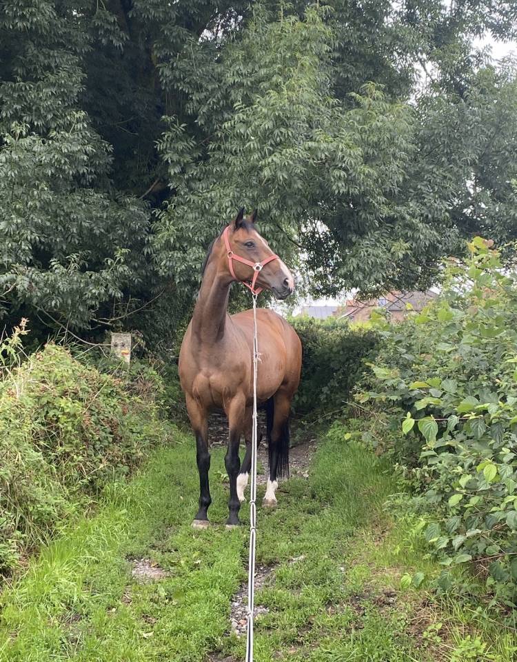 Cavalla KWPN Cavallo da Sport Neerlandese In vendita 2010 Baio