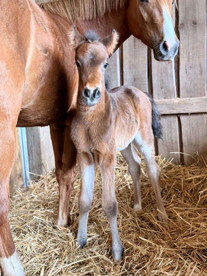 Puledro PFS Pony Francese da Sella In vendita 2026 Baio scuro
