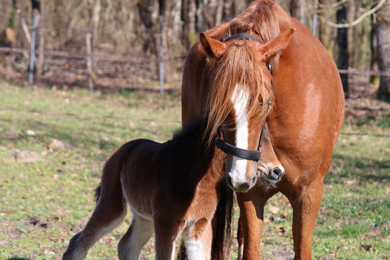 Puledro PFS Pony Francese da Sella In vendita 2026 Baio scuro
