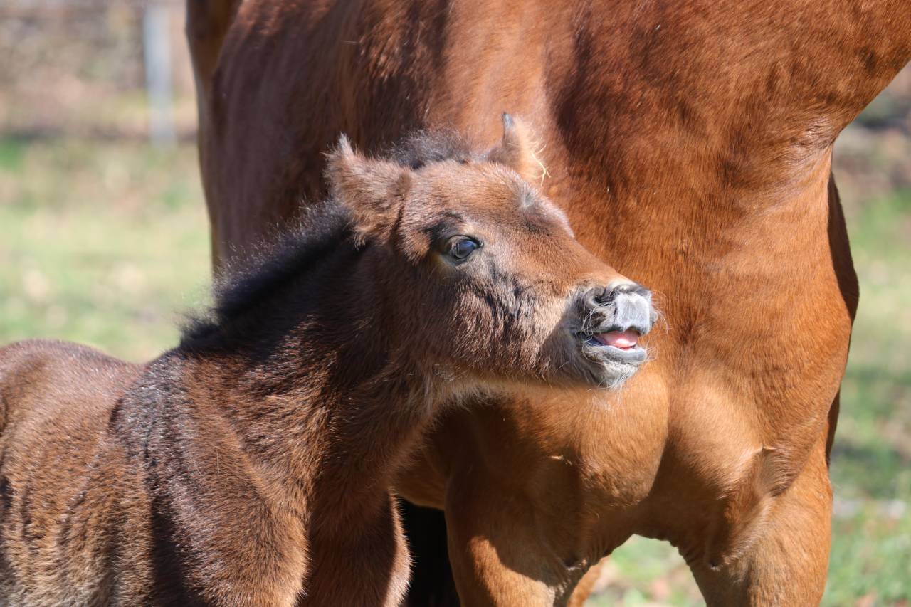 Puledro PFS Pony Francese da Sella In vendita 2026 Baio scuro