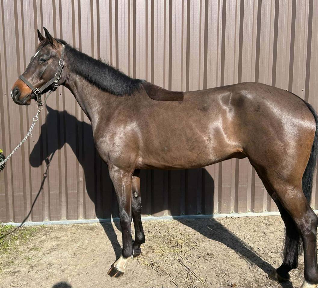 Castrone sBs Cavallo da Sport Belgio In vendita 2020 Baio ,  korado de baudignies