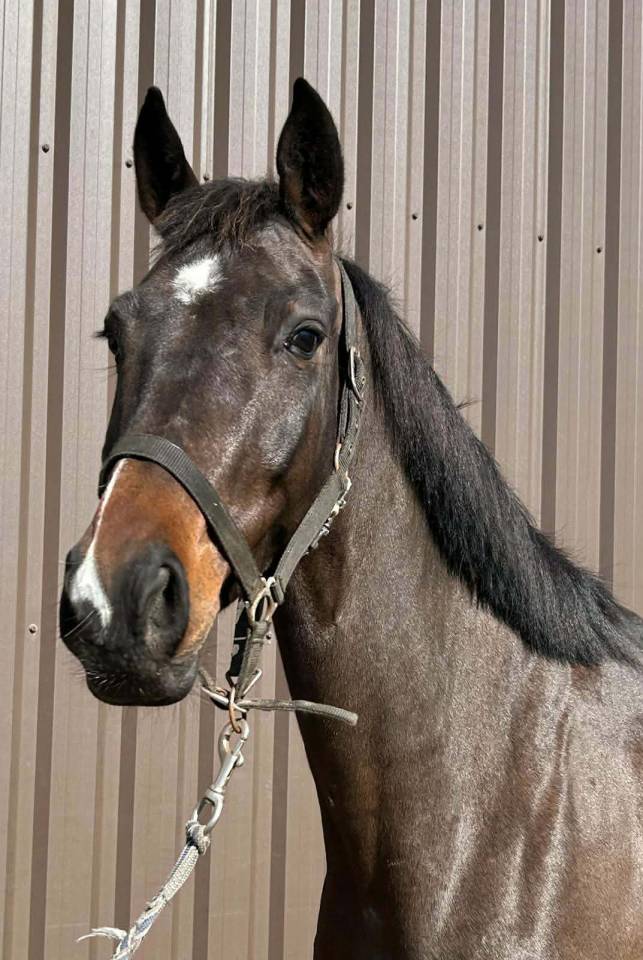 Castrone sBs Cavallo da Sport Belgio In vendita 2020 Baio ,  korado de baudignies