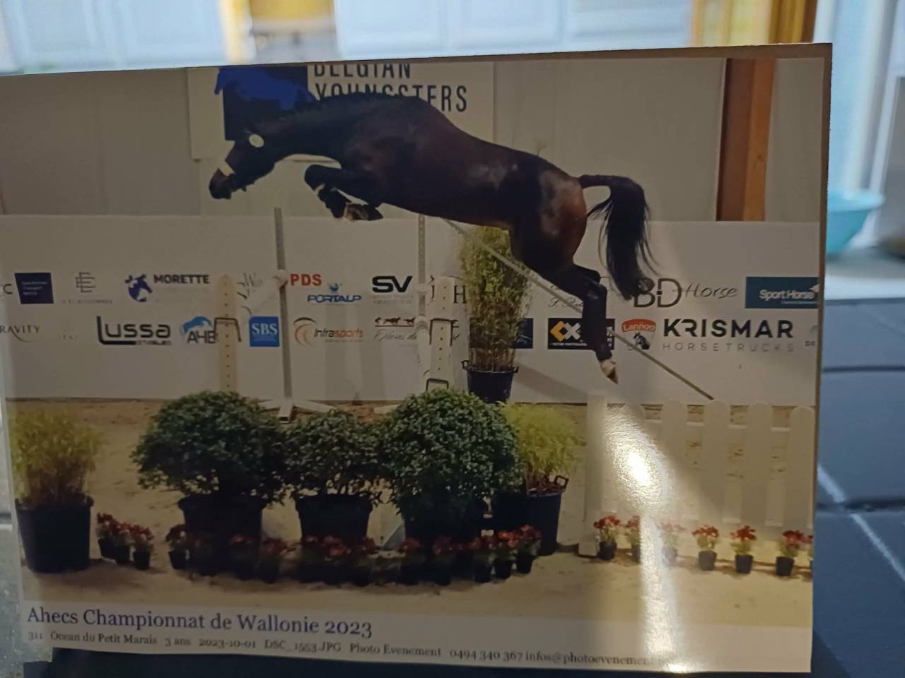 Castrone sBs Cavallo da Sport Belgio In vendita 2020 Baio ,  korado de baudignies