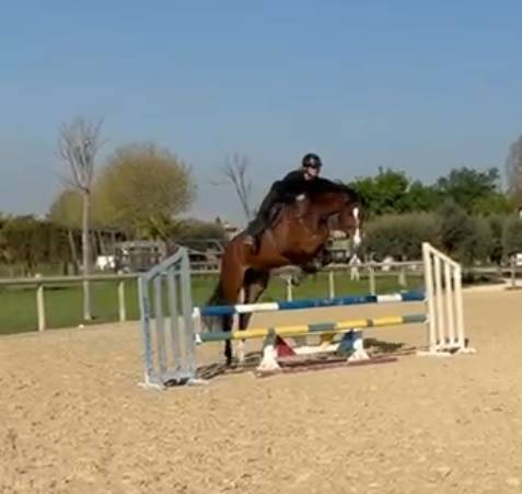 Castrone Oldenburger In vendita 2020 Baio scuro