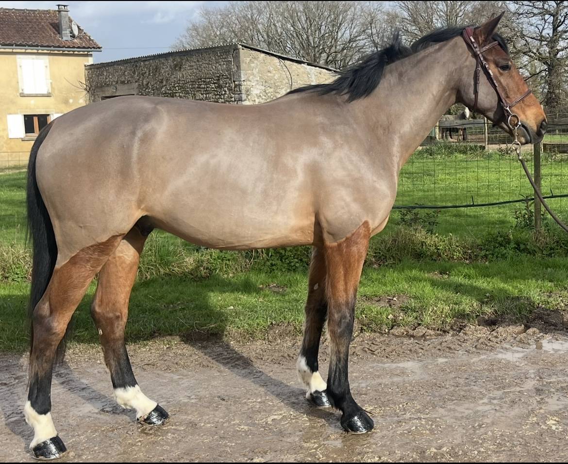 Castrone Sella Francese In vendita 2020 Baio