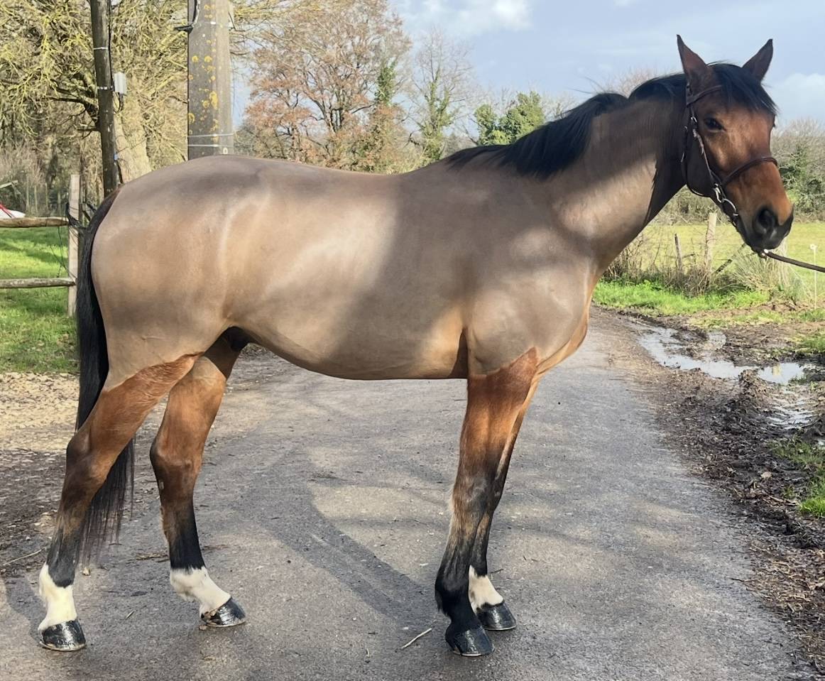 Castrone Sella Francese In vendita 2020 Baio