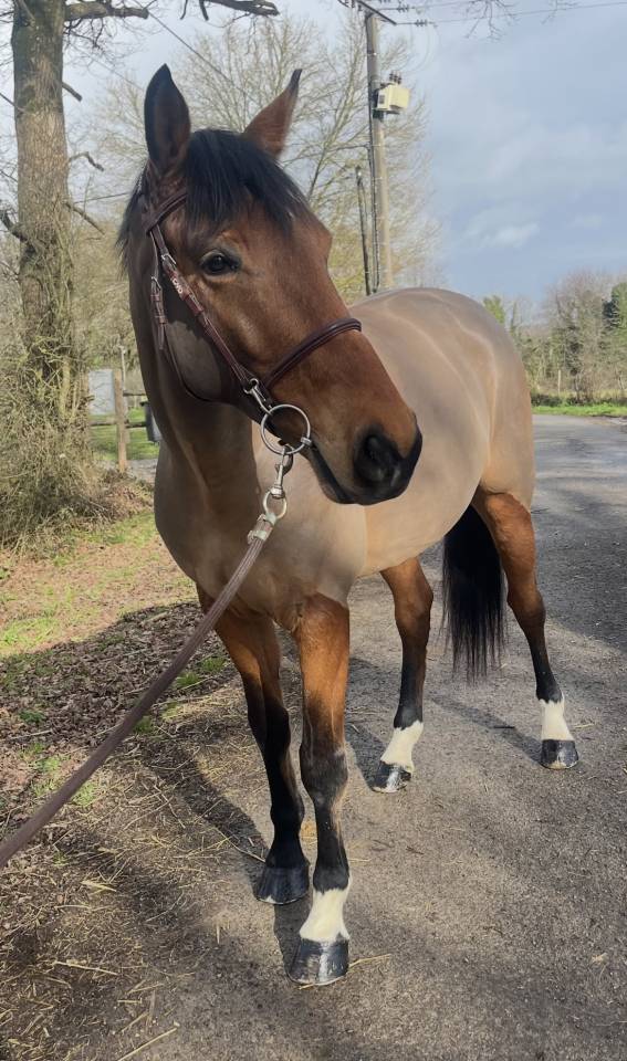 Castrone Sella Francese In vendita 2020 Baio