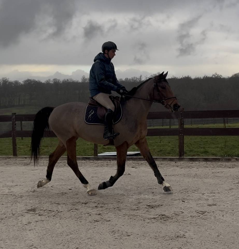 Castrone Sella Francese In vendita 2020 Baio