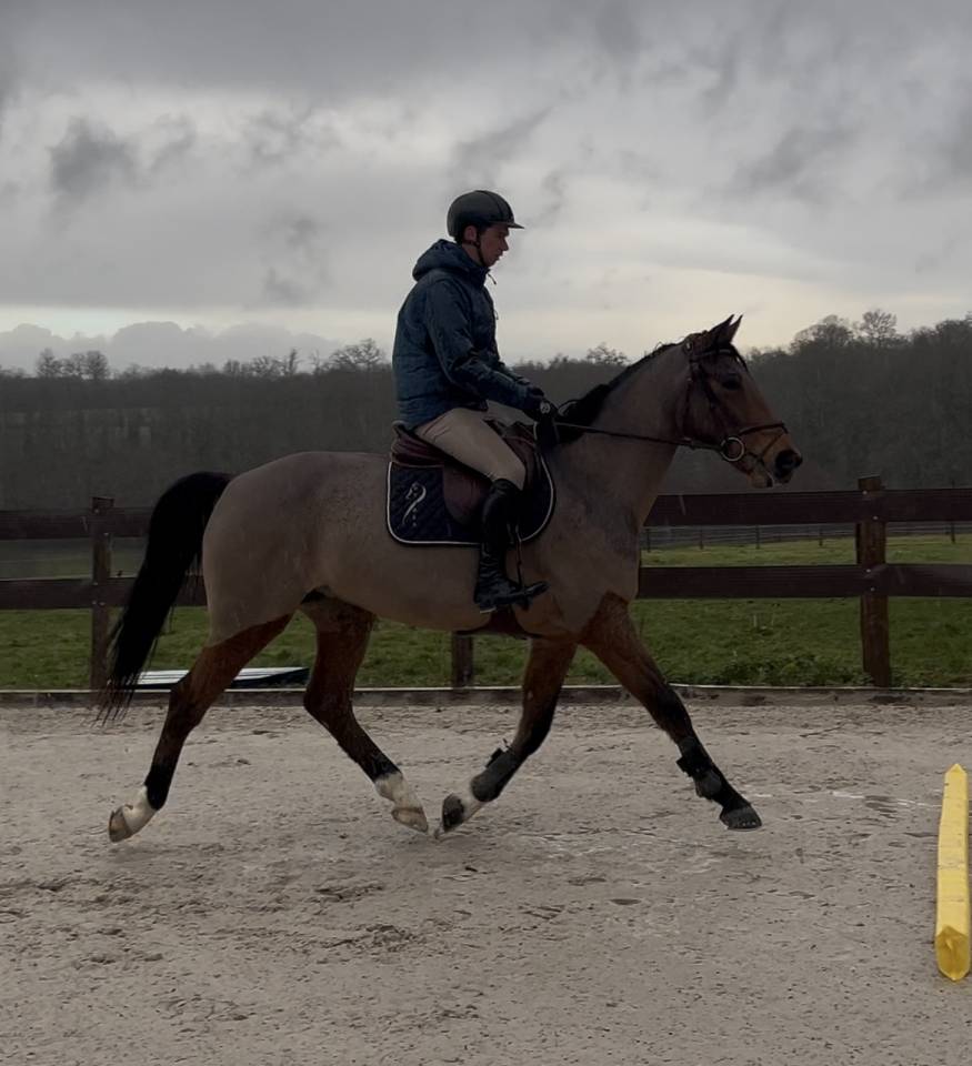 Castrone Sella Francese In vendita 2020 Baio