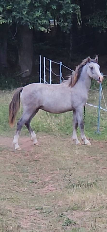 Puledro Mezzo Sangue Arabo In vendita 2025 Grigio ,  MAJID EL DAHAB 