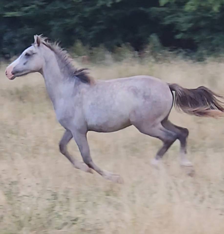 Puledro Mezzo Sangue Arabo In vendita 2025 Grigio ,  MAJID EL DAHAB 