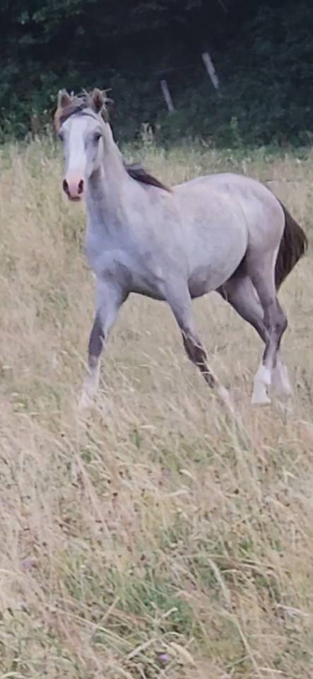 Puledro Mezzo Sangue Arabo In vendita 2025 Grigio ,  MAJID EL DAHAB 