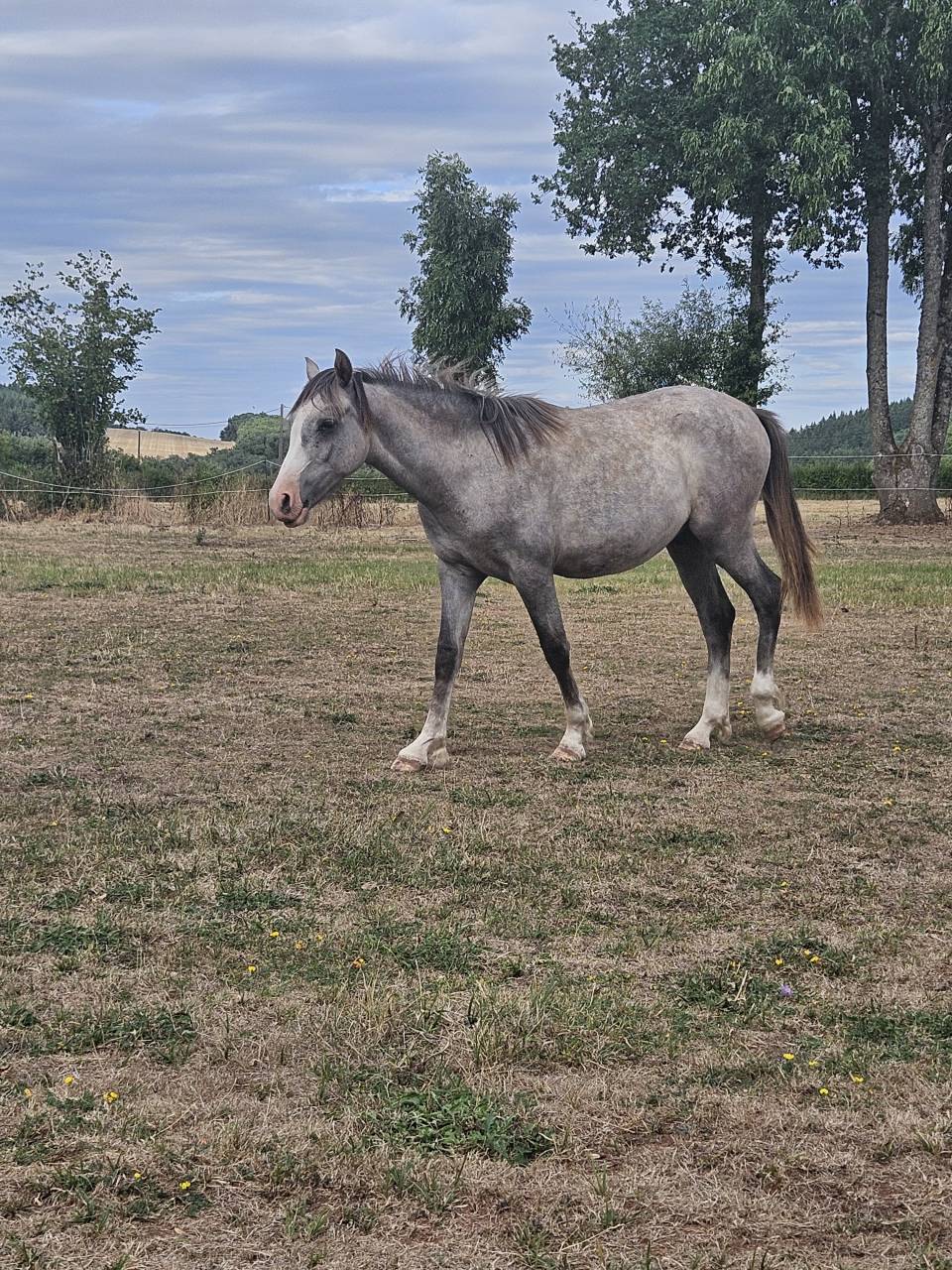 Puledro Mezzo Sangue Arabo In vendita 2025 Grigio ,  MAJID EL DAHAB 