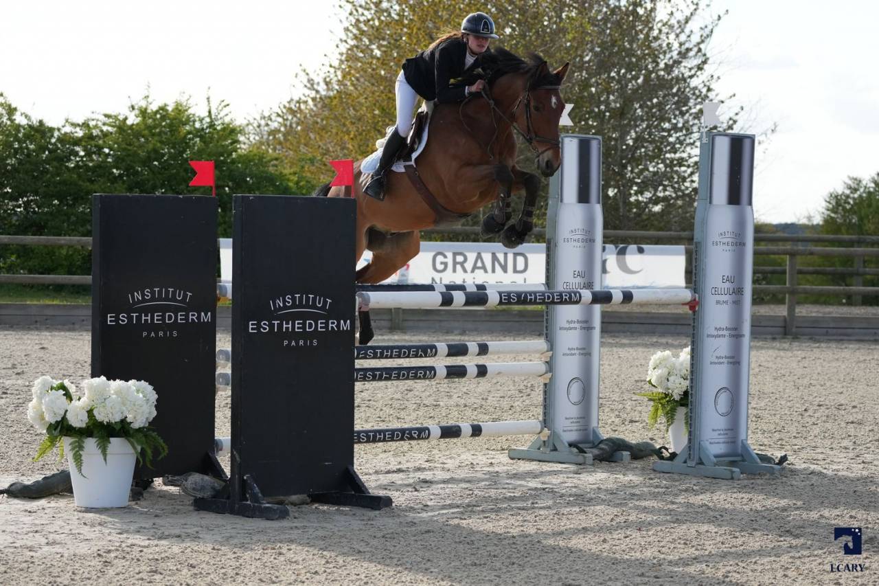 Castrone Sella Francese In vendita 2015 Baio