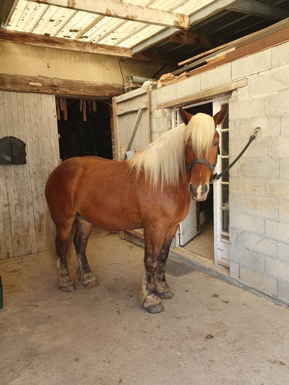 Castrone Tiro Comtois In vendita 2023 Sauro