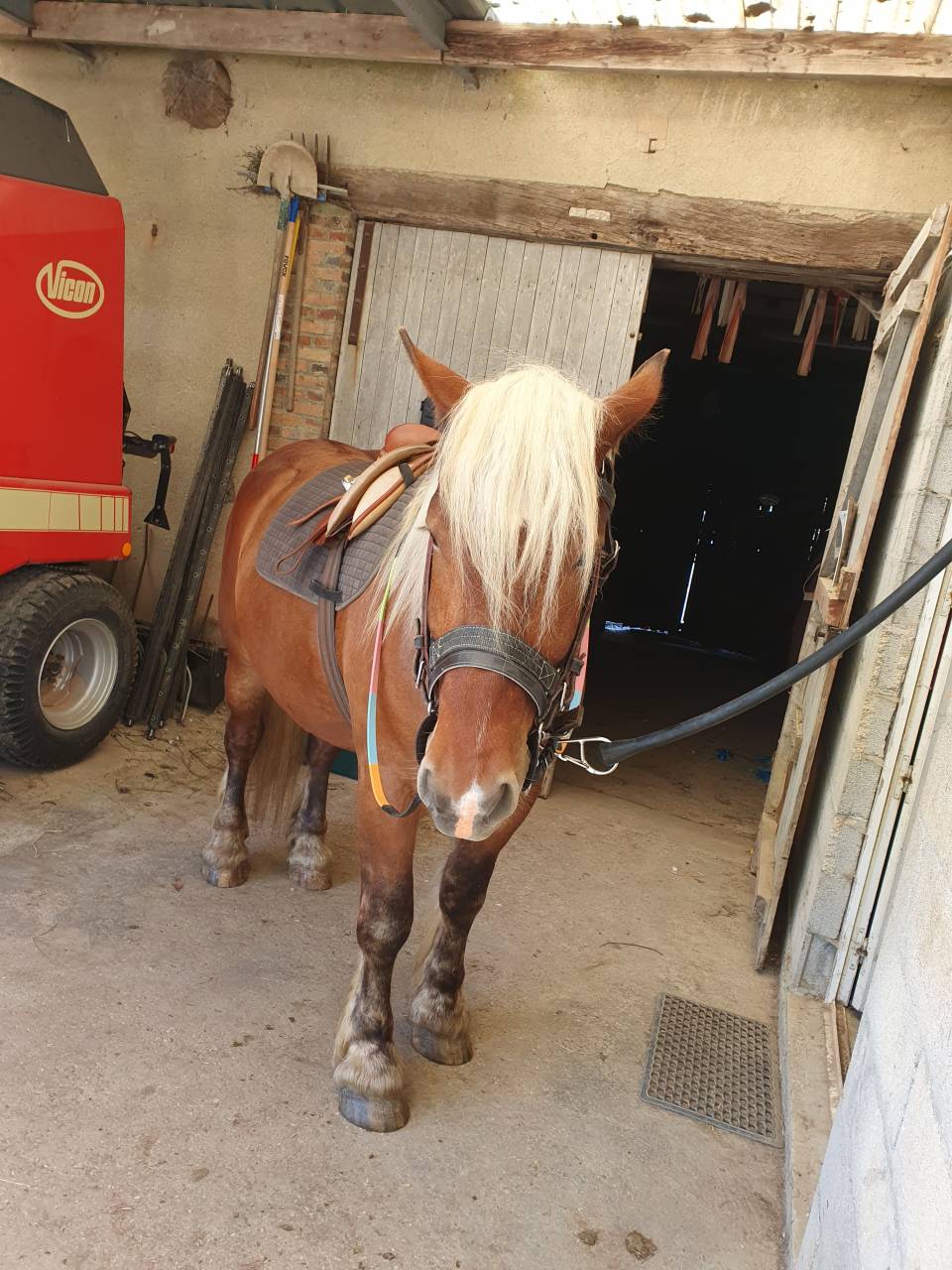 Castrone Tiro Comtois In vendita 2023 Sauro