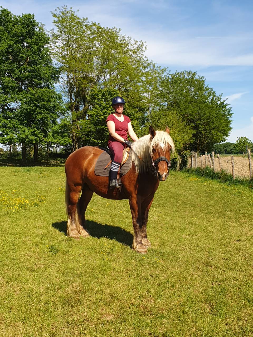 Castrone Tiro Comtois In vendita 2023 Sauro