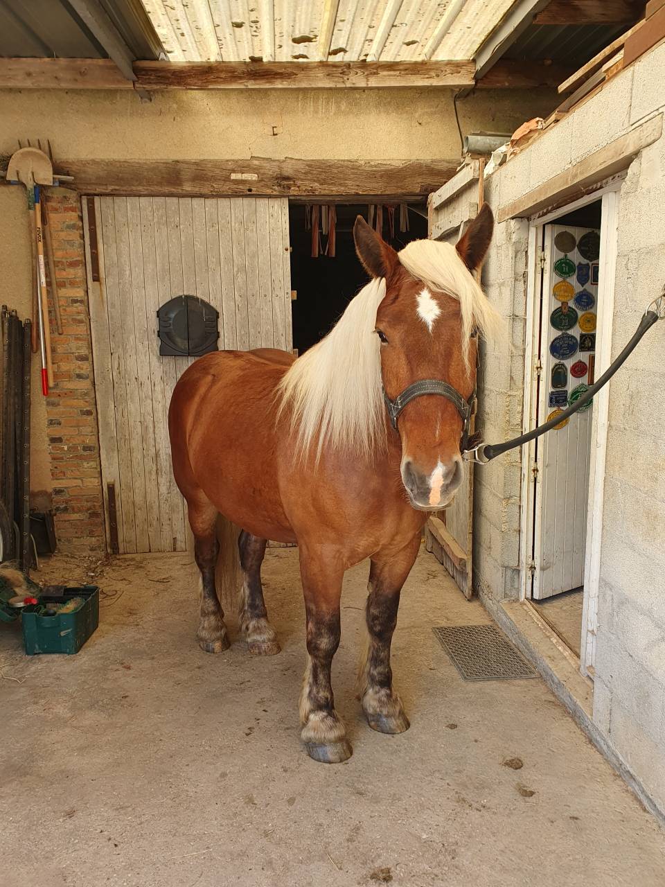 Castrone Tiro Comtois In vendita 2023 Sauro