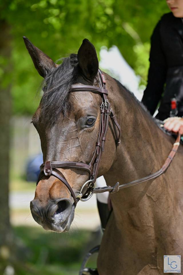Cavalla Trakehner In vendita 2016 Nero ,  SIR SANSIBAR