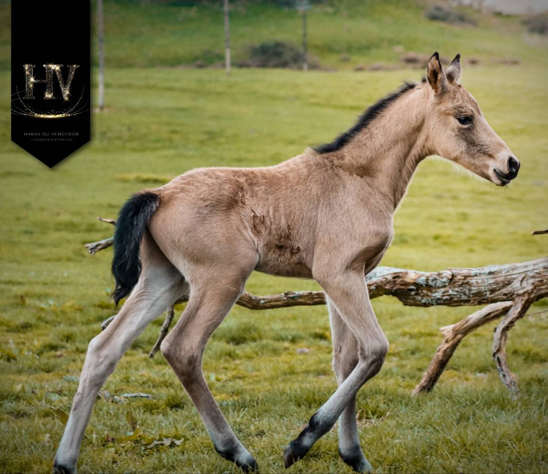 Puledro KWPN Cavallo da Sport Neerlandese In vendita 2026 Isabella ,  Qaside MD